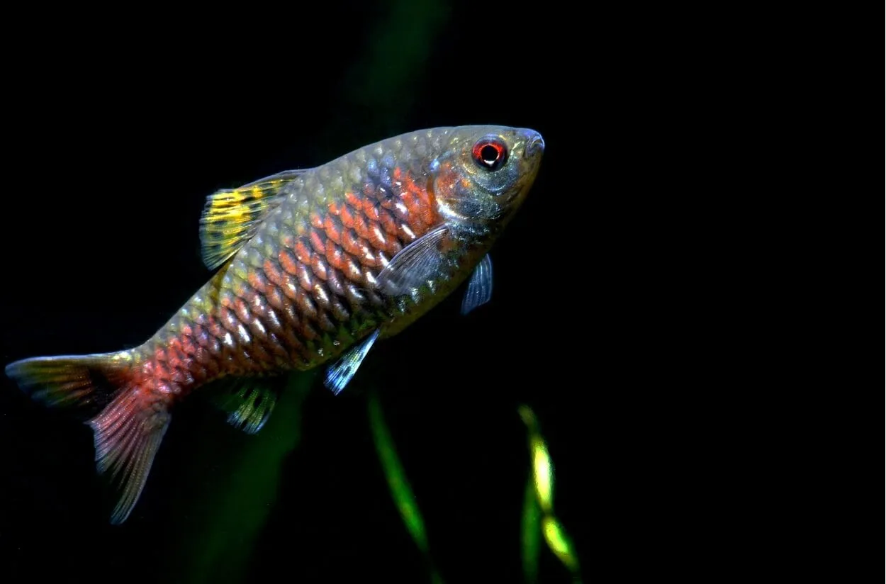 27 Peces de Agua Fría Perfectos para Tu Acuario: ¡Sin Calentador!