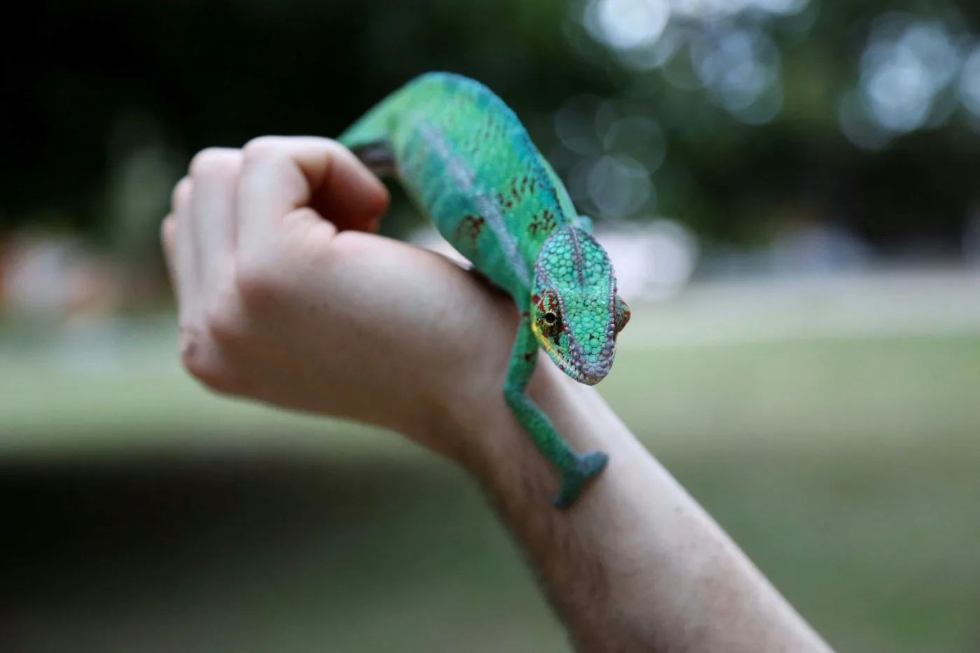 Cómo reubicar a tu reptil de forma responsable: Guía esencial para amantes de los reptiles