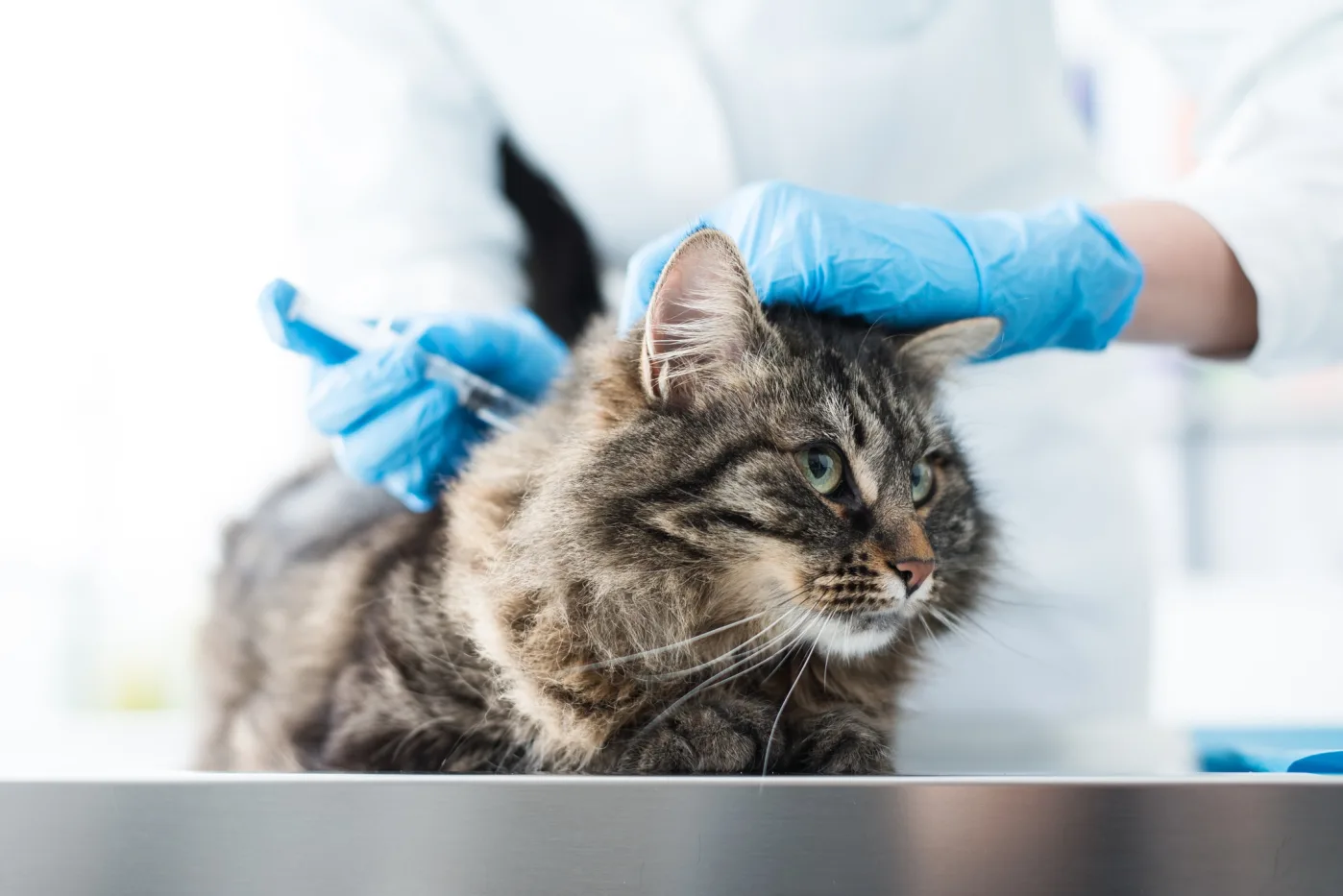 La guía definitiva sobre las vacunas para gatos: todo lo que necesitas saber