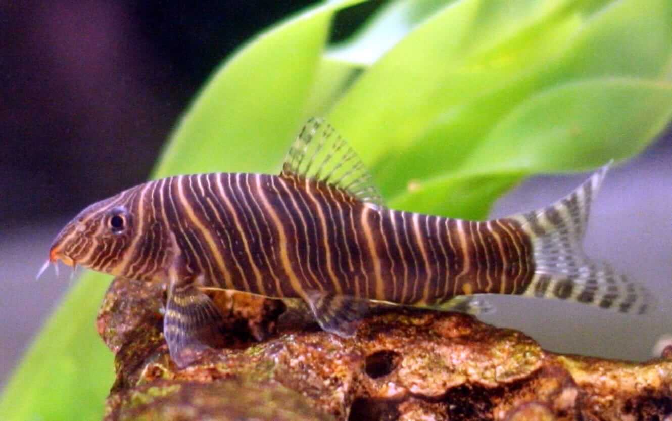 Los 15 Mejores Peces de Fondo para tu Acuario: Diversión y Limpieza en un Solo Lugar