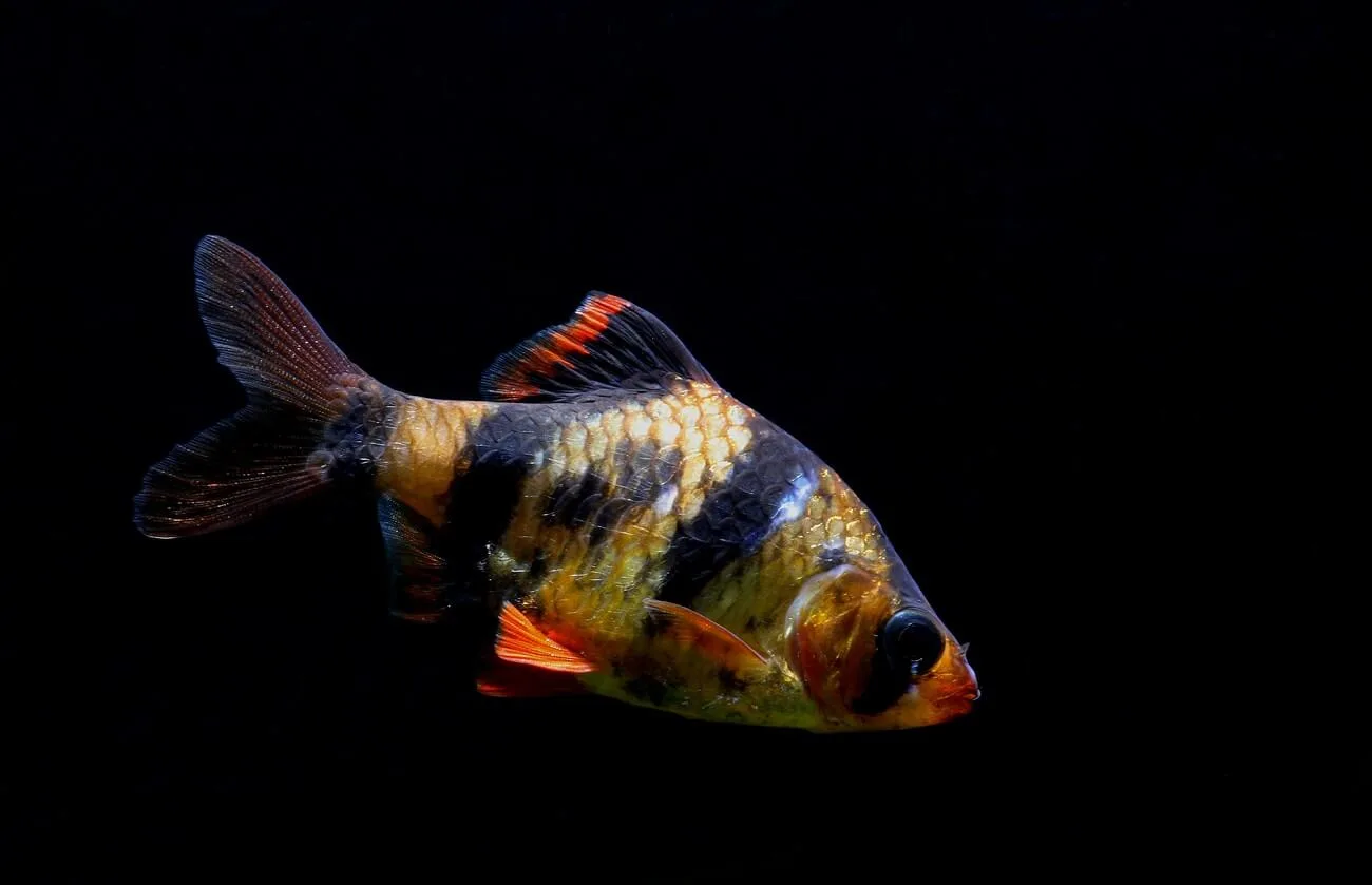Los 23 peces de agua dulce más agresivos para tu acuario: belleza y carácter indomable