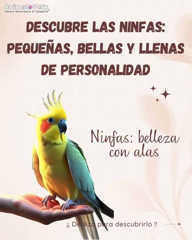 Ninfas: Todo lo que necesitas saber para cuidar a tu nueva compañera