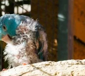 ¿Por qué se les caen las plumas a los pájaros? Causas, síntomas y cómo prevenirlo