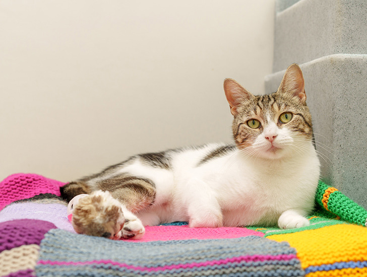 Primeros auxilios para gatos: lo que necesitas saber para cuidar a tu felino