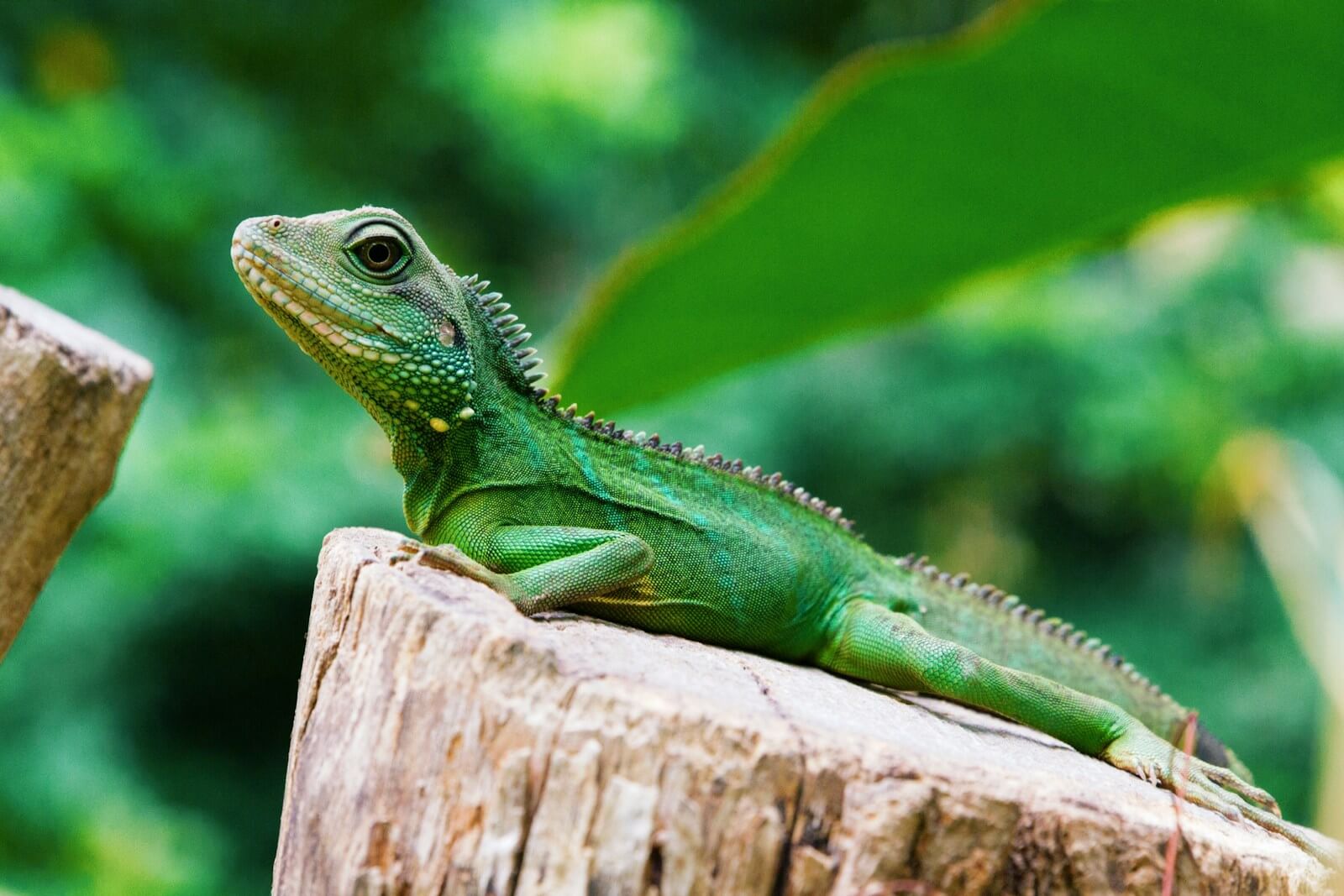 Reptiles que no necesitan alimentos vivos: guía completa para su alimentación