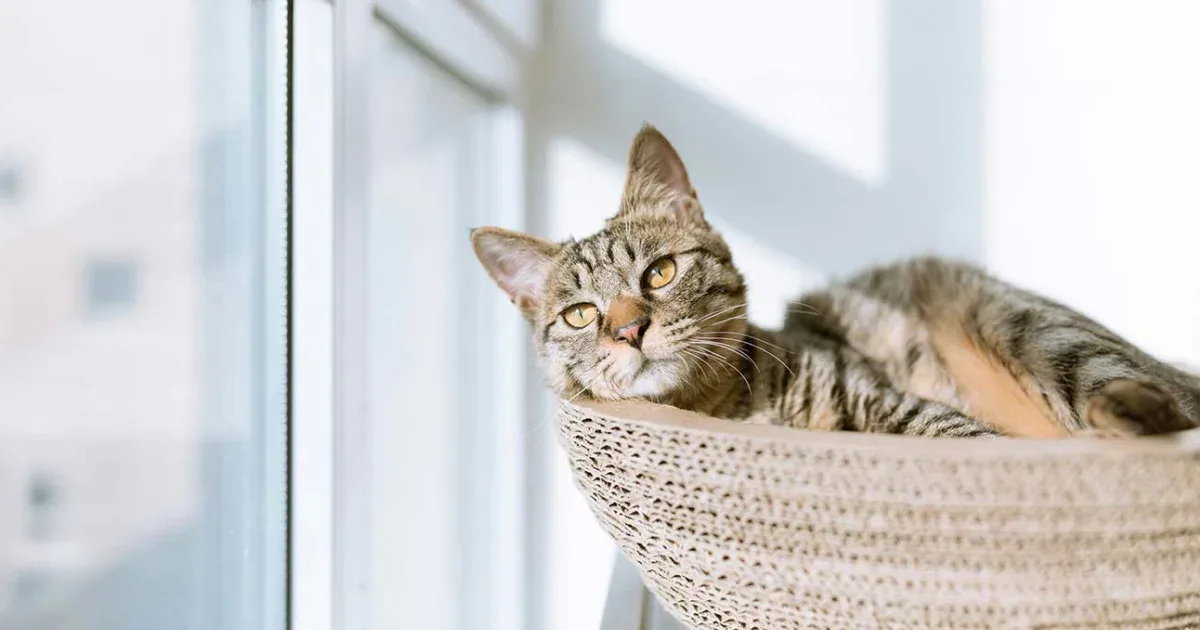 Todo lo que necesitas saber sobre el virus de la inmunodeficiencia felina (FIV)